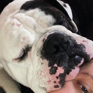 Dog blanket Samantha